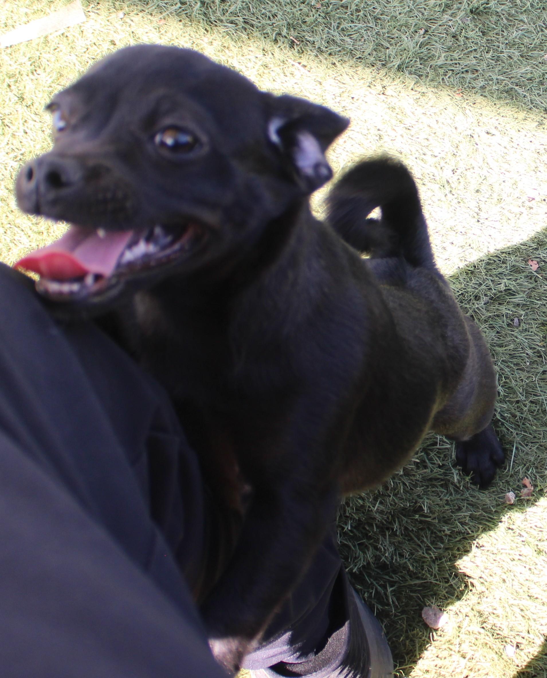 PIXIE (Available Sept 8), an adopted mixed breed in Wasco, CA image 4/6