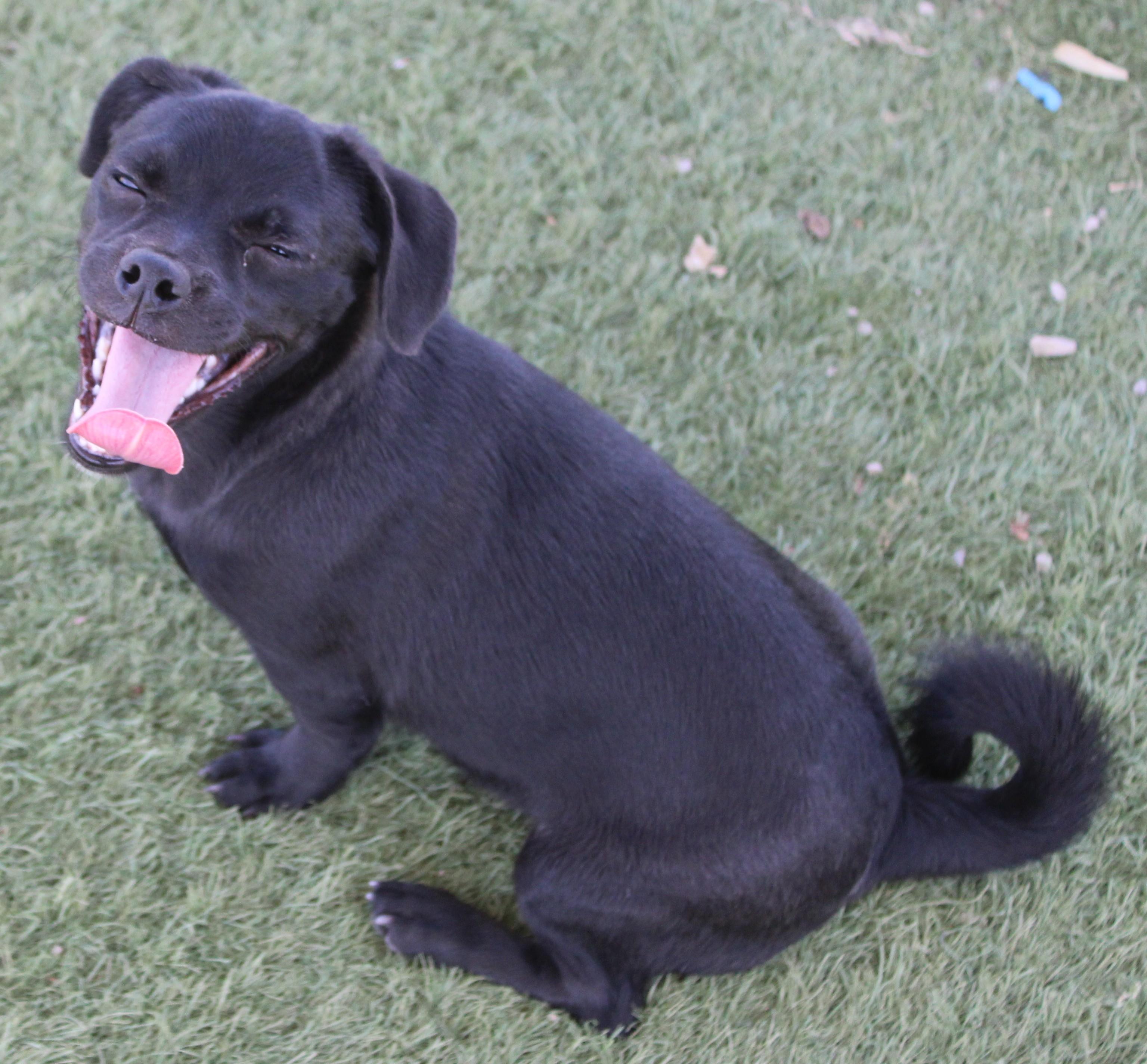 PIXIE (Available Sept 8), adopted, Young Female Pug & Chihuahua.