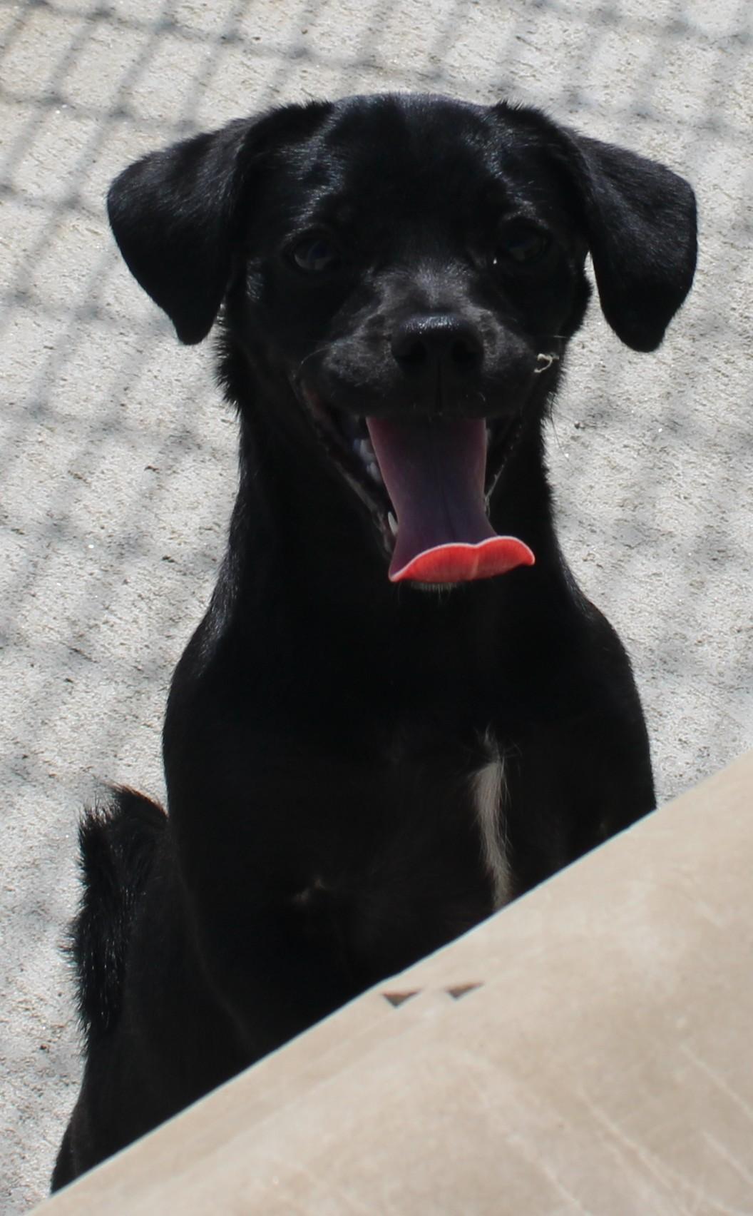 PIXIE (Available Sept 8), an adopted mixed breed in Wasco, CA image 2/6