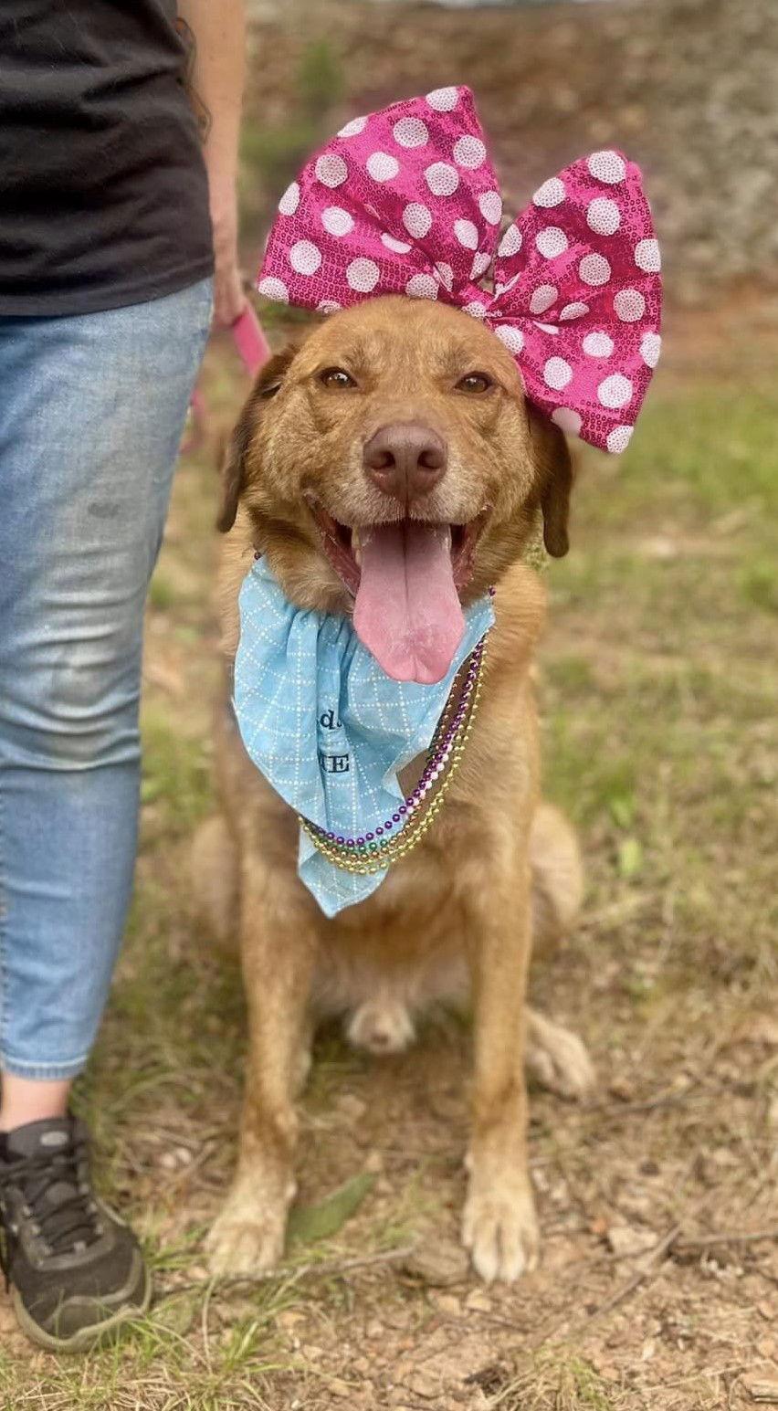 Enlarge Harvard, a Adoptable Labrador Retriever in Clarkesville, GA image 2/6