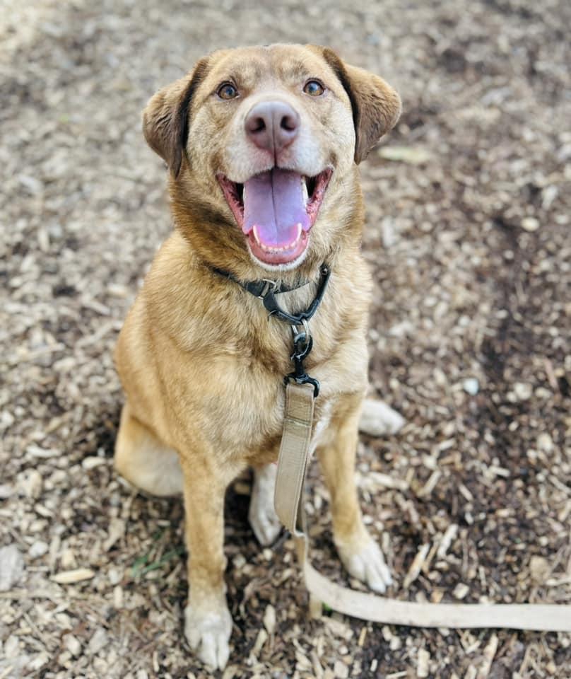 Enlarge Harvard, a Adoptable Labrador Retriever in Clarkesville, GA image 3/6