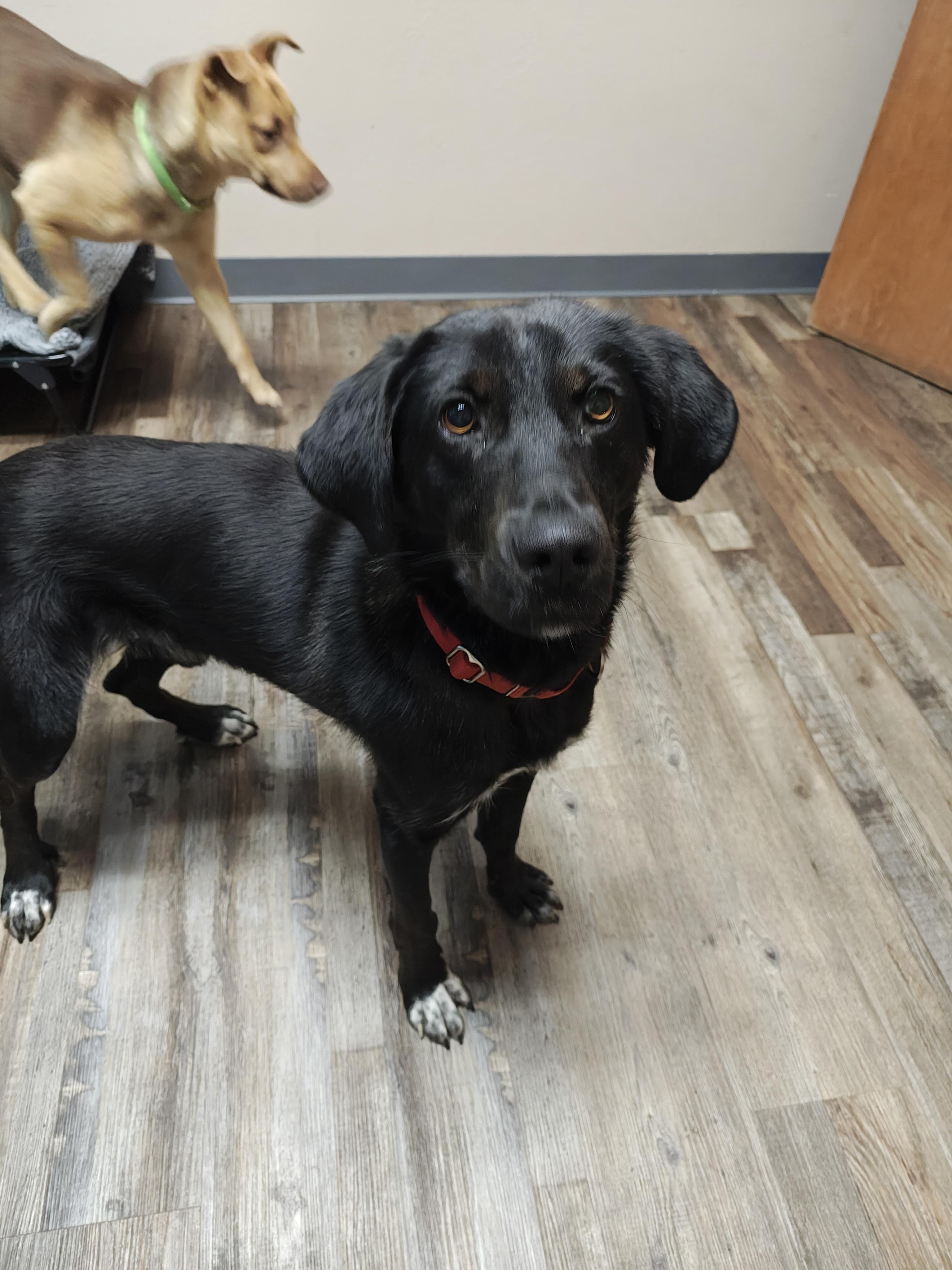 Enlarge Git, a Adoptable mixed breed in Oconto, WI image 3/3