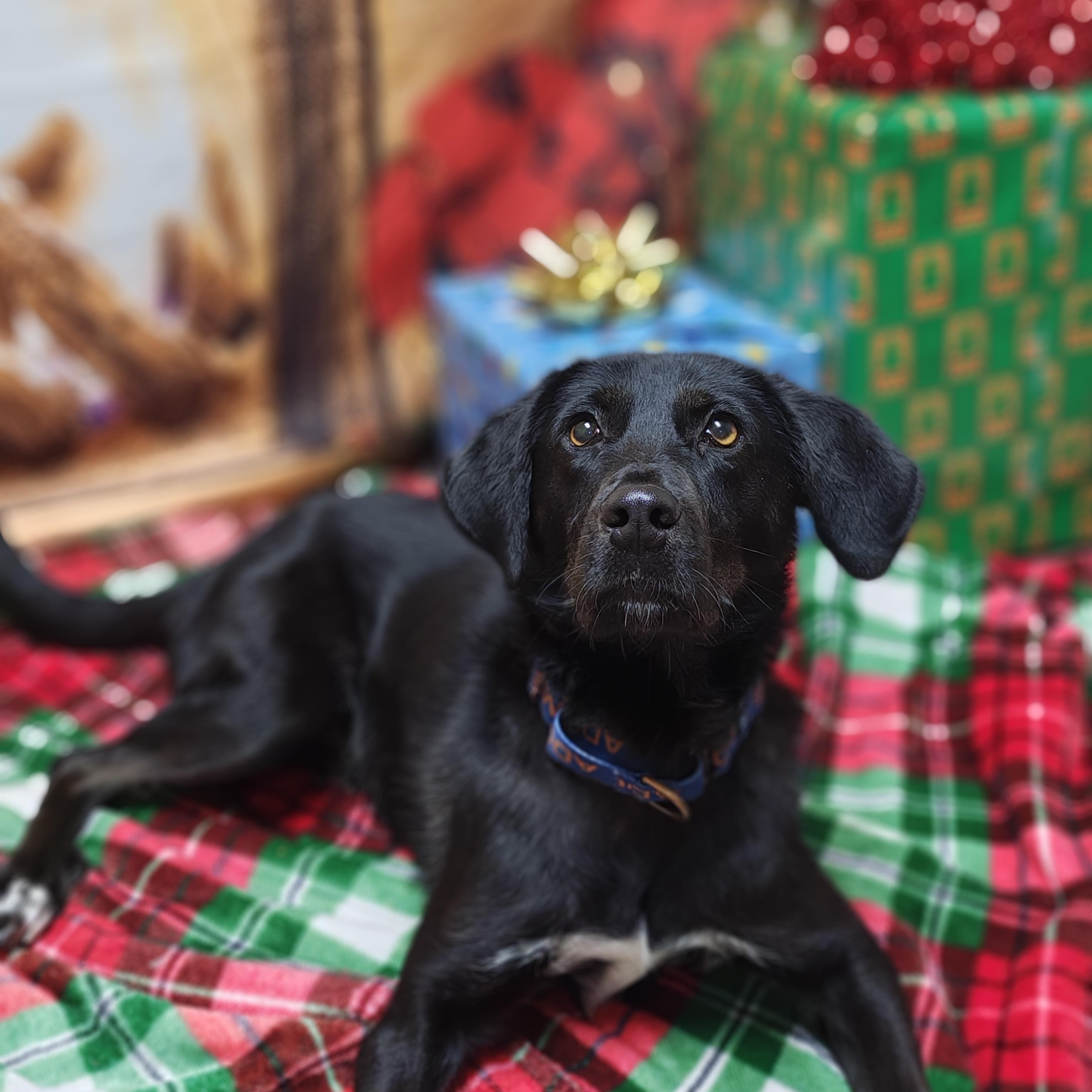 Git, Adoptable, Young Male Black Labrador Retriever & German Shepherd Dog.