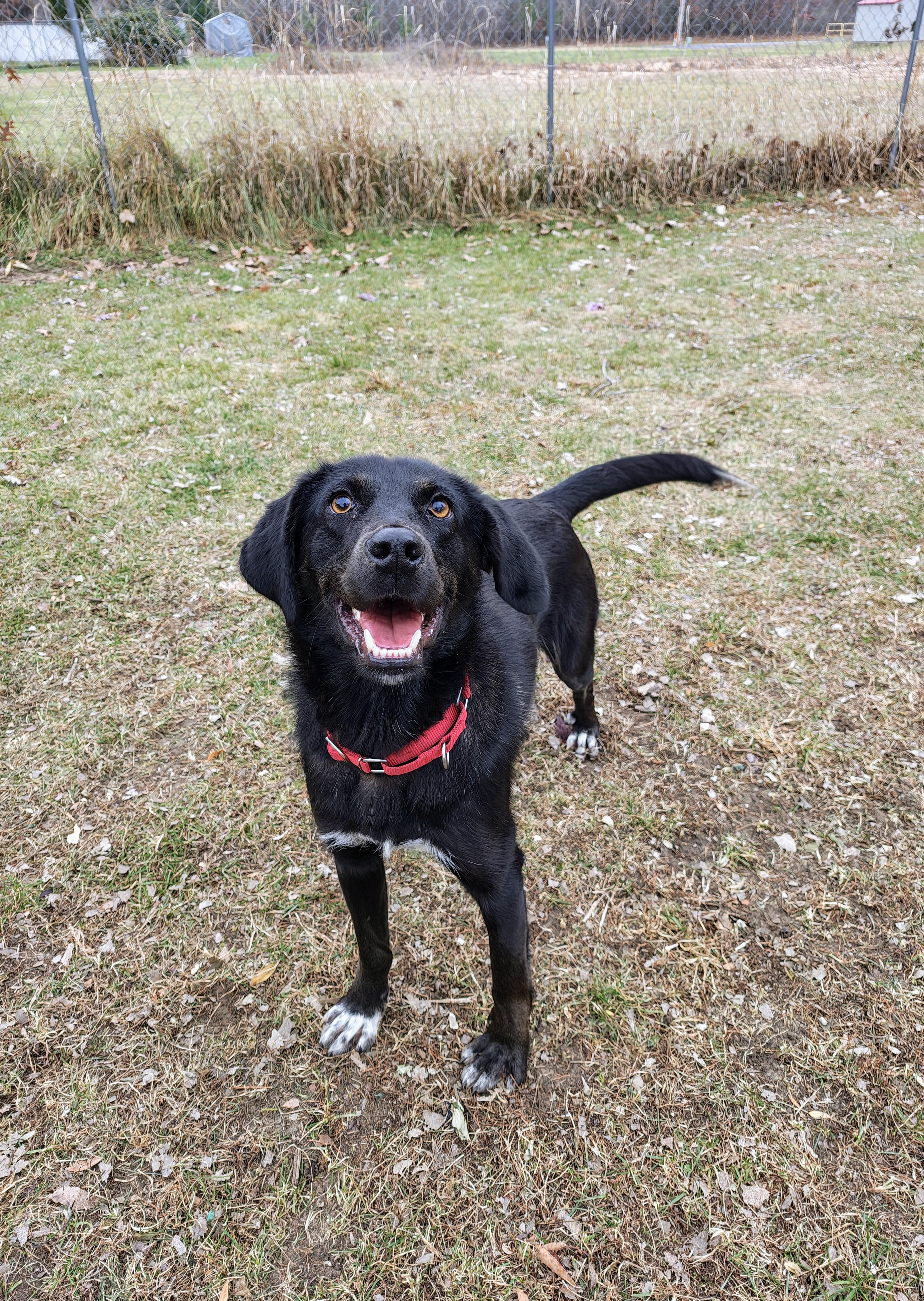 Enlarge Git, a Adoptable mixed breed in Oconto, WI image 2/3