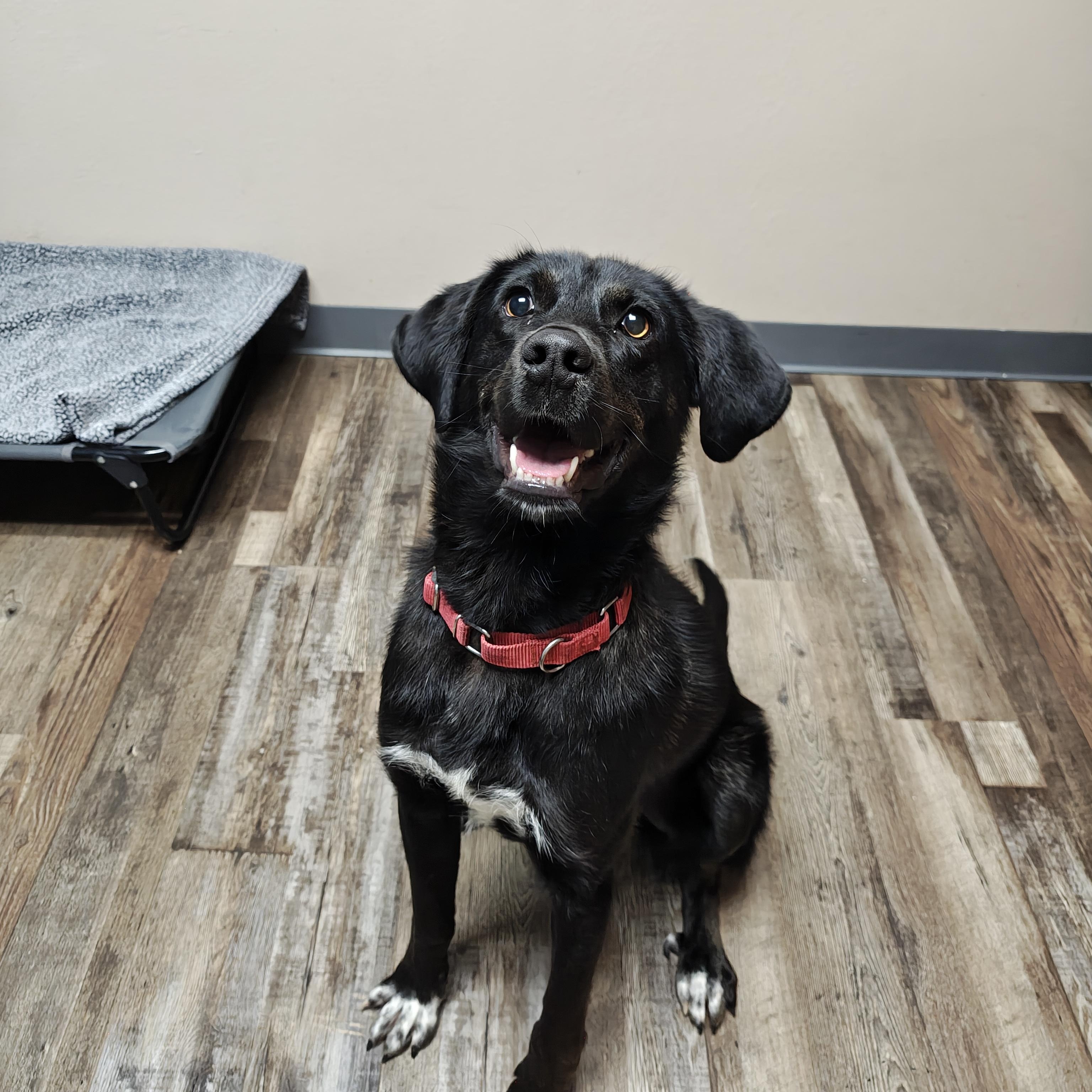 Enlarge Git, a Adoptable mixed breed in Oconto, WI image 1/3