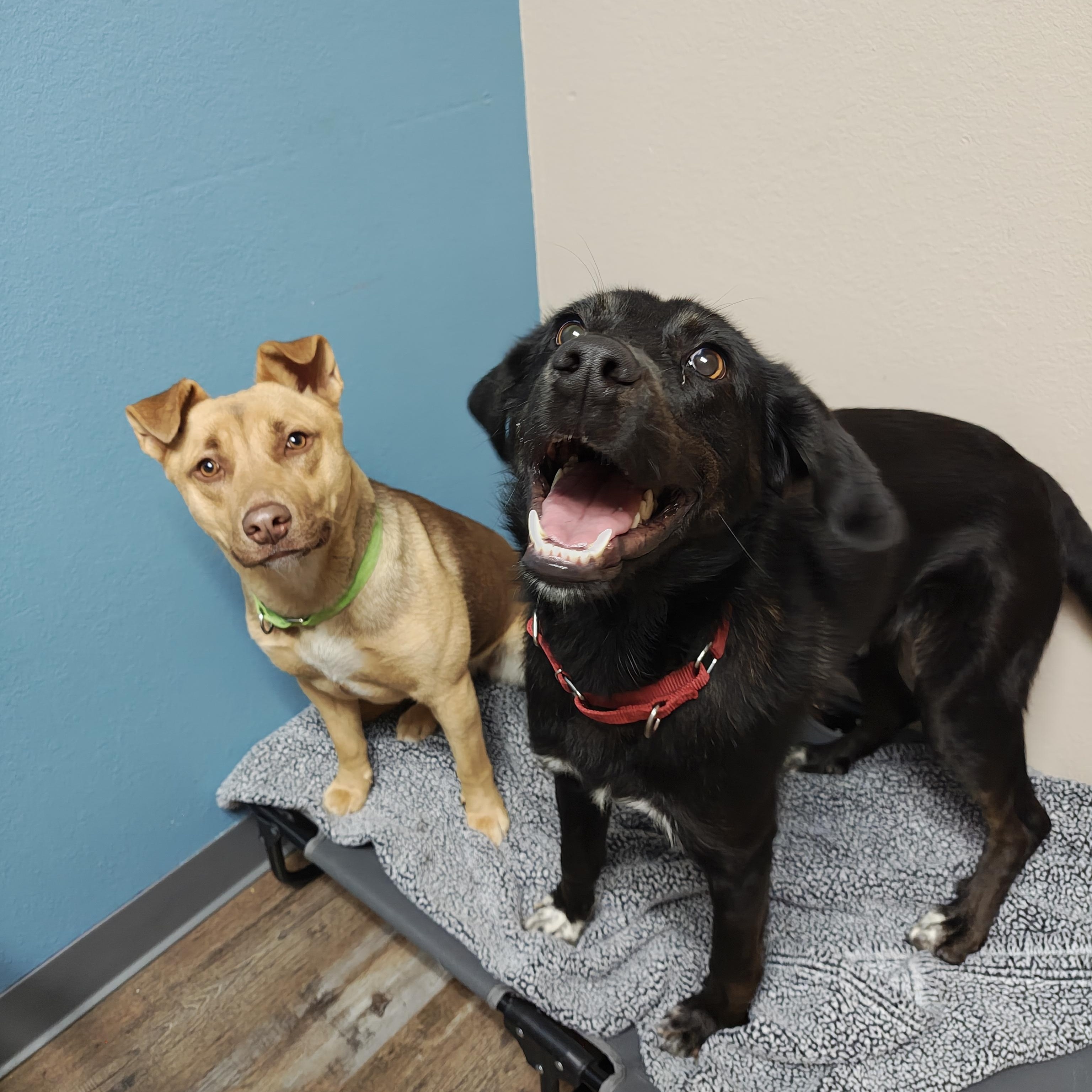 Enlarge Git, a Adoptable mixed breed in Oconto, WI image 4/4