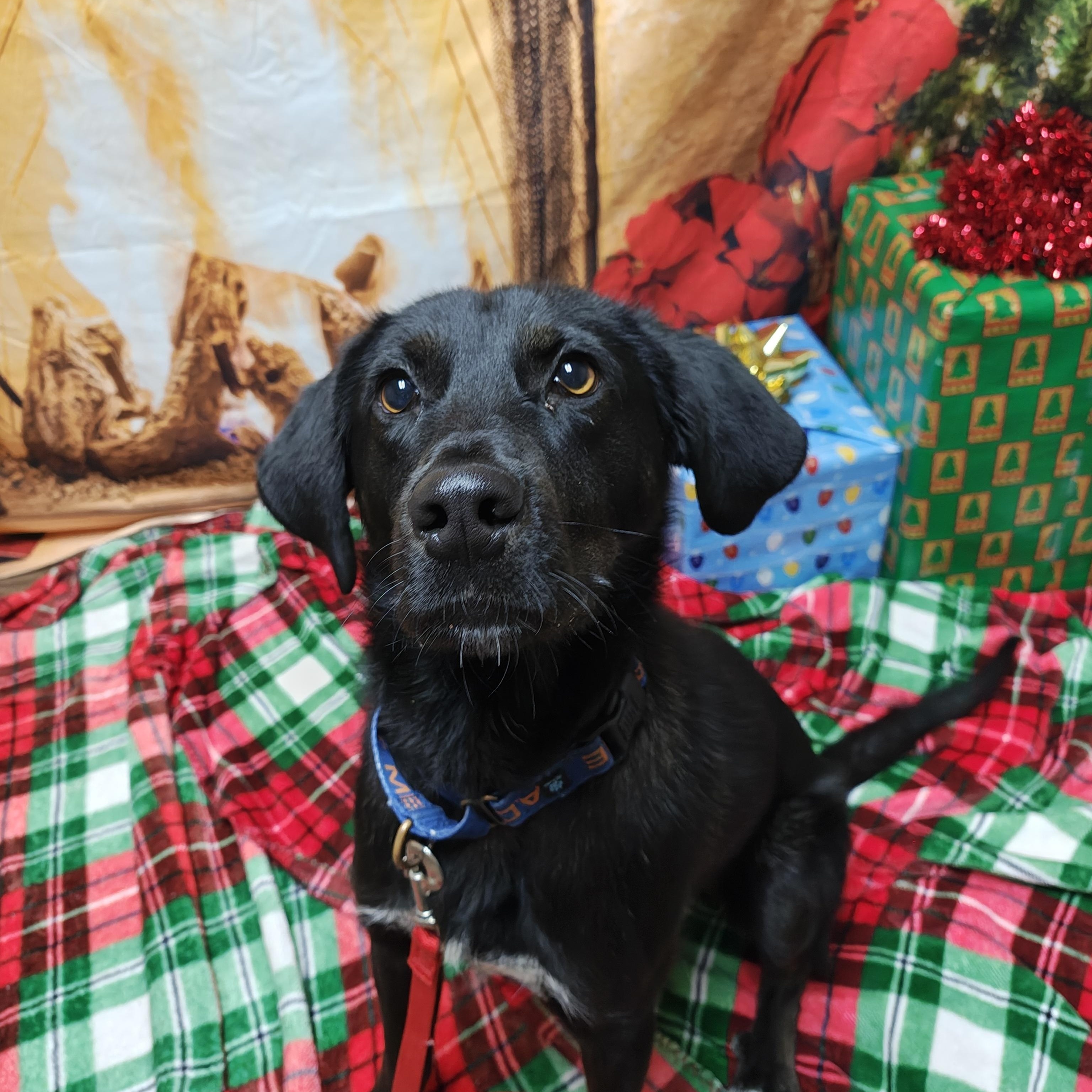 Enlarge Git, a Adoptable mixed breed in Oconto, WI image 2/4