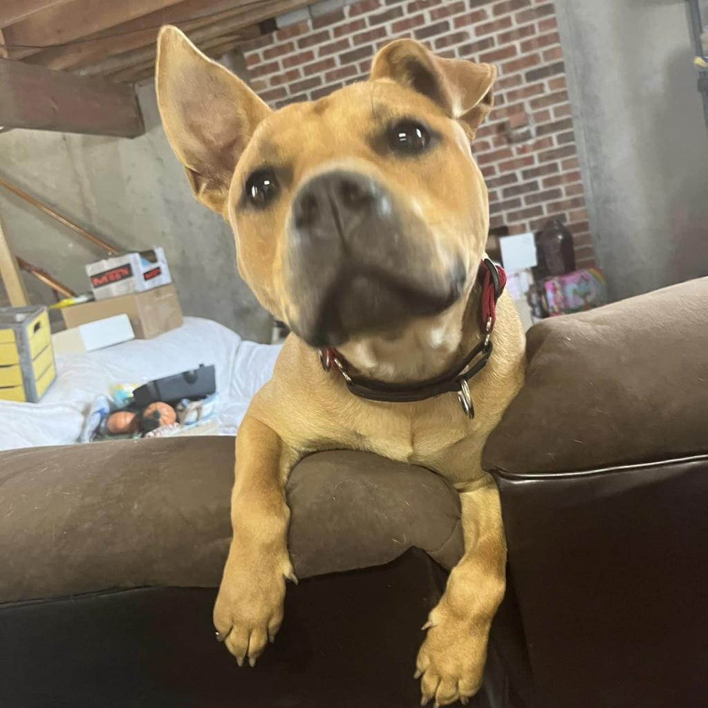 Enlarge Scrappy Doo, a Adoptable mixed breed in Olathe, KS image 1/6