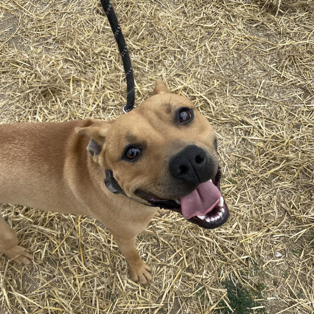 Enlarge Scrappy Doo, a Adoptable mixed breed in Olathe, KS image 2/6