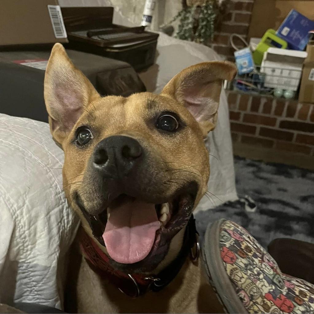 Enlarge Scrappy Doo, a Adoptable mixed breed in Olathe, KS image 3/6