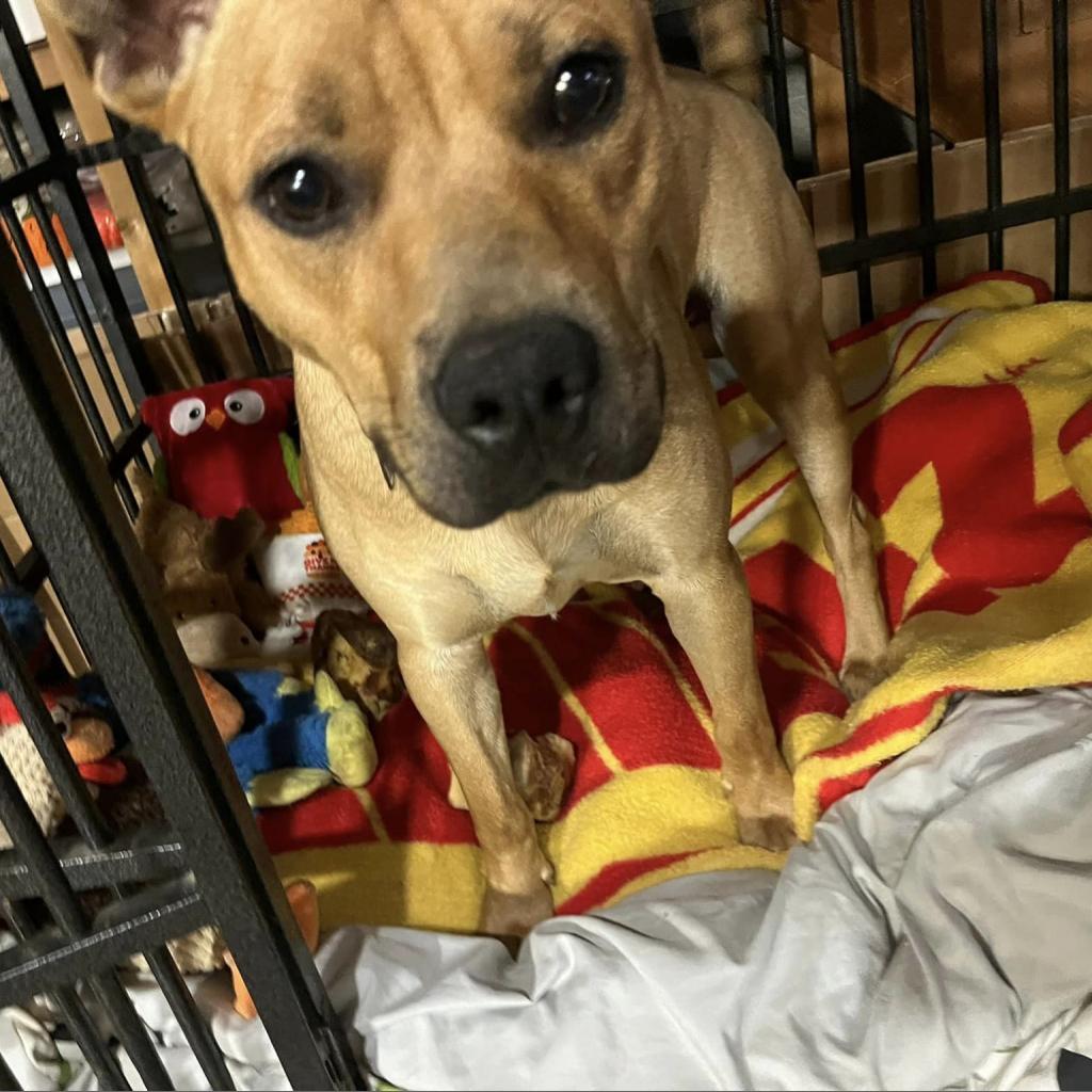Enlarge Scrappy Doo, a Adoptable mixed breed in Olathe, KS image 4/6