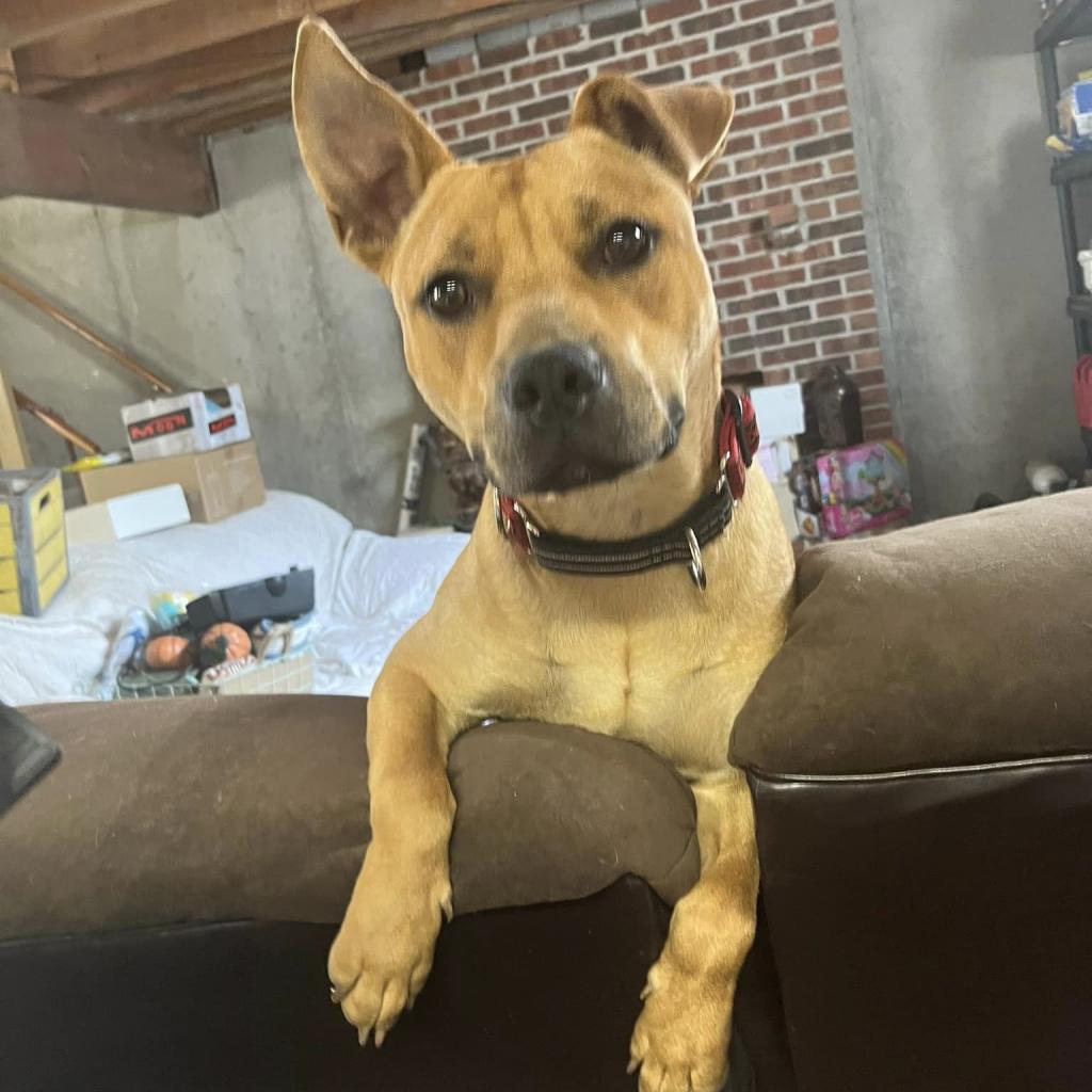 Enlarge Scrappy Doo, a Adoptable mixed breed in Olathe, KS image 5/6