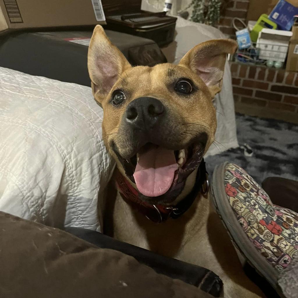 Enlarge Scrappy Doo, a Adoptable mixed breed in Olathe, KS image 6/6