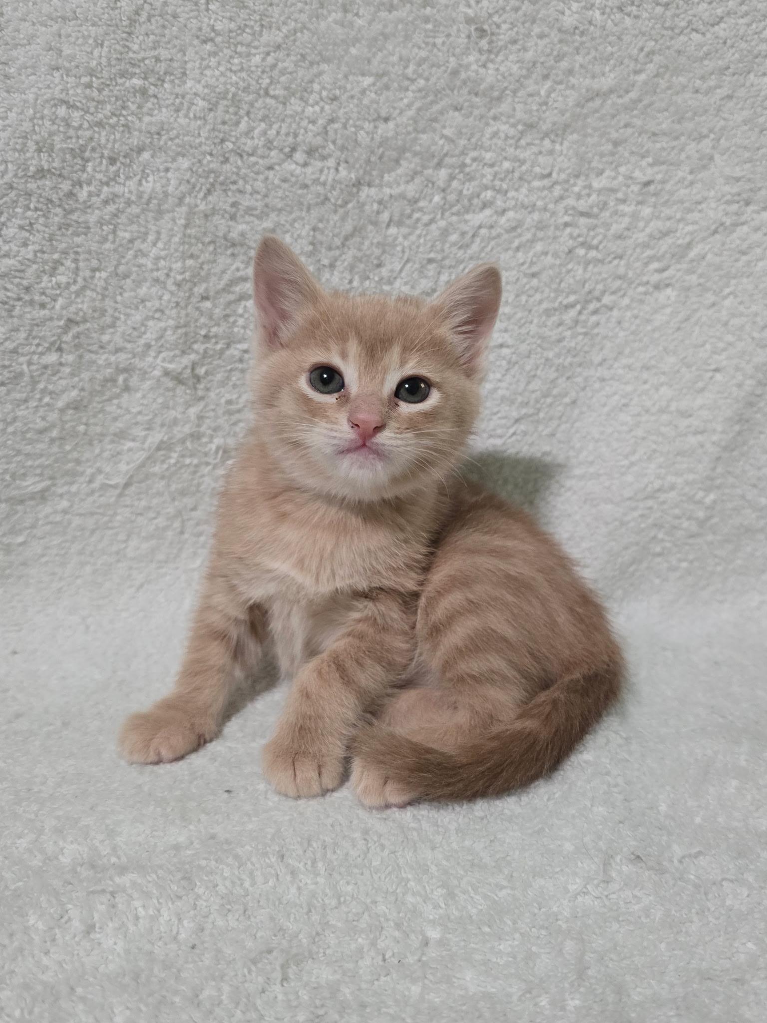Enlarge Apollo, an adopted Domestic Short Hair in Houston, TX image 4/6