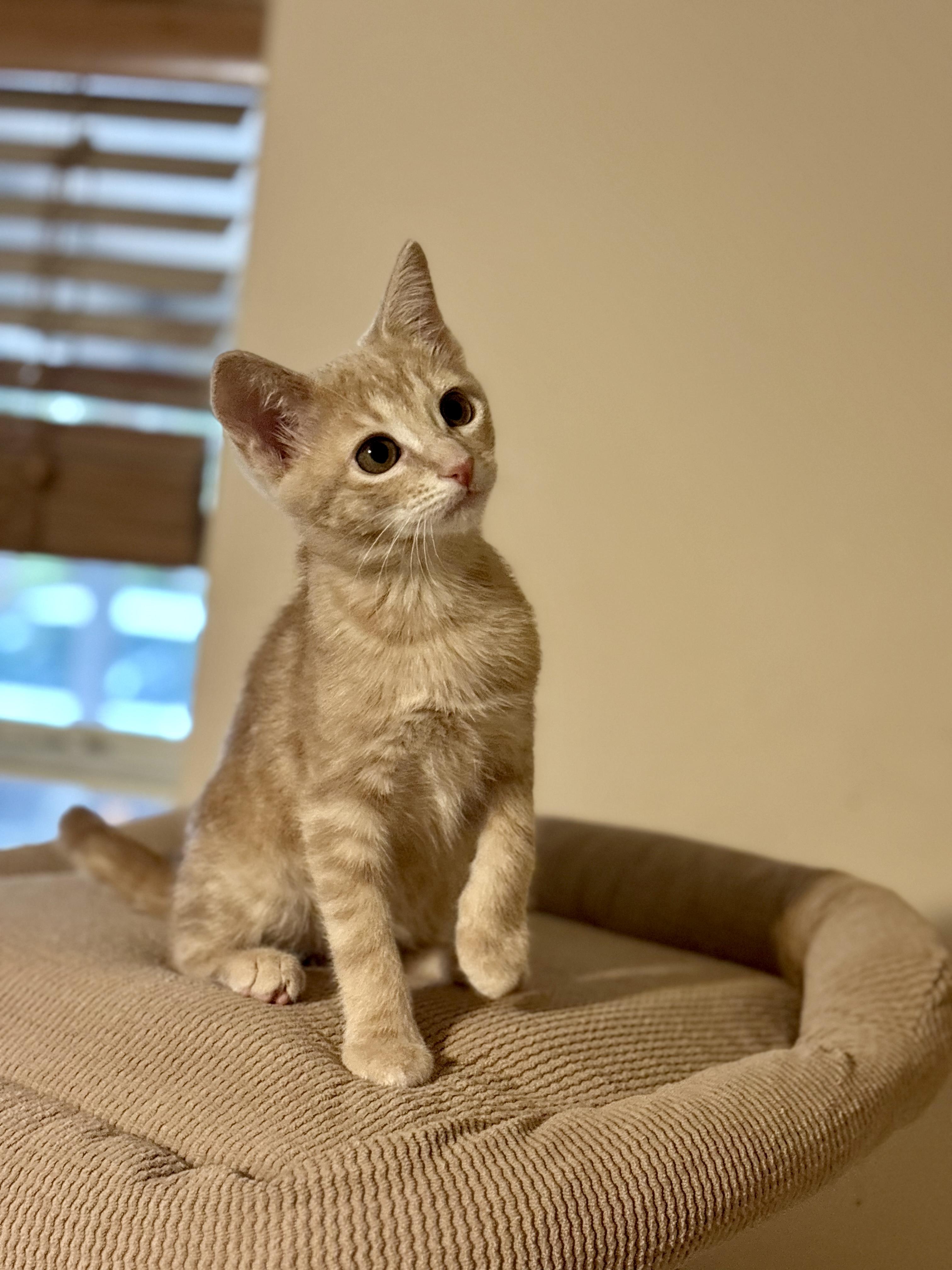 Apollonia, an adoptable Domestic Short Hair in Houston, TX image 1/6