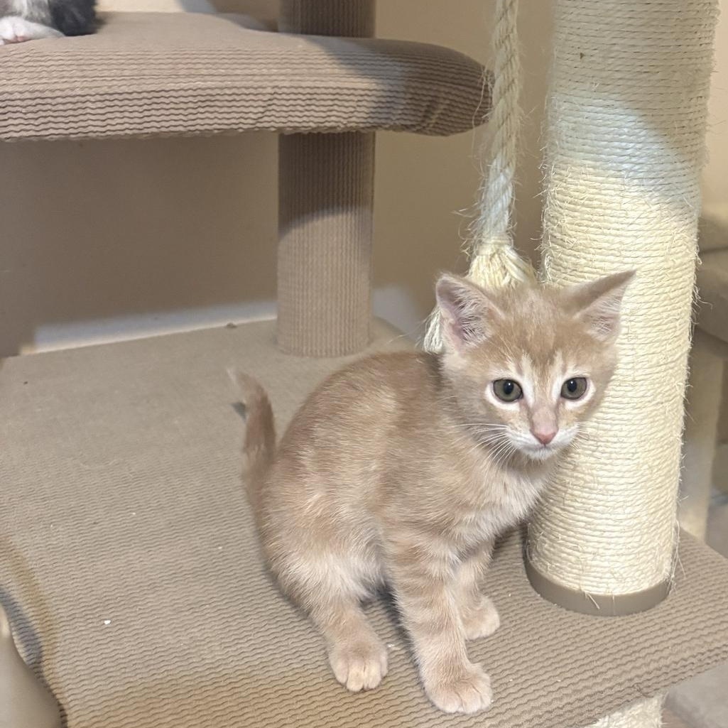 Enlarge Apollo, an adopted Domestic Short Hair in Houston, TX image 2/6