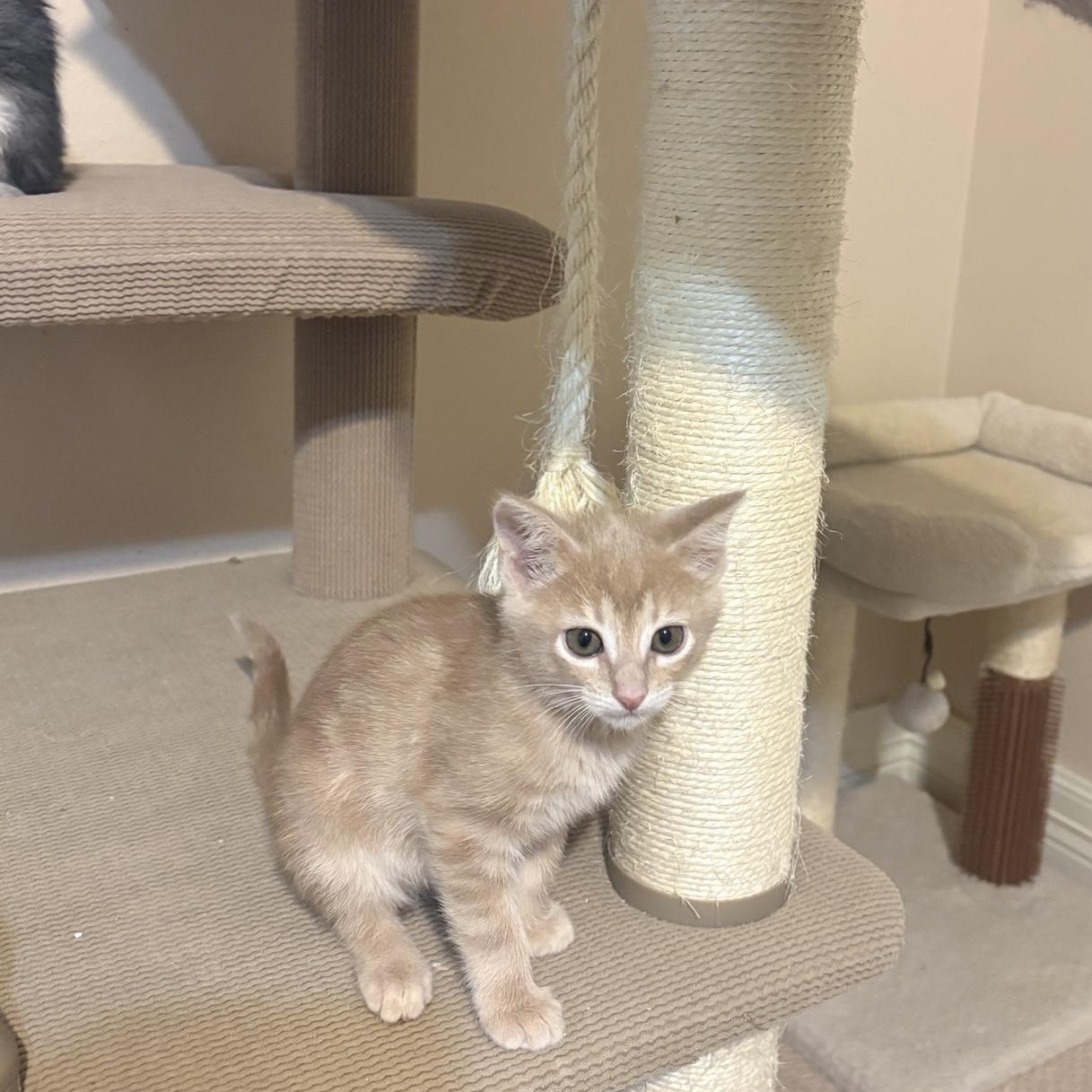 Apollonia, an adoptable Domestic Short Hair in Houston, TX image 2/6