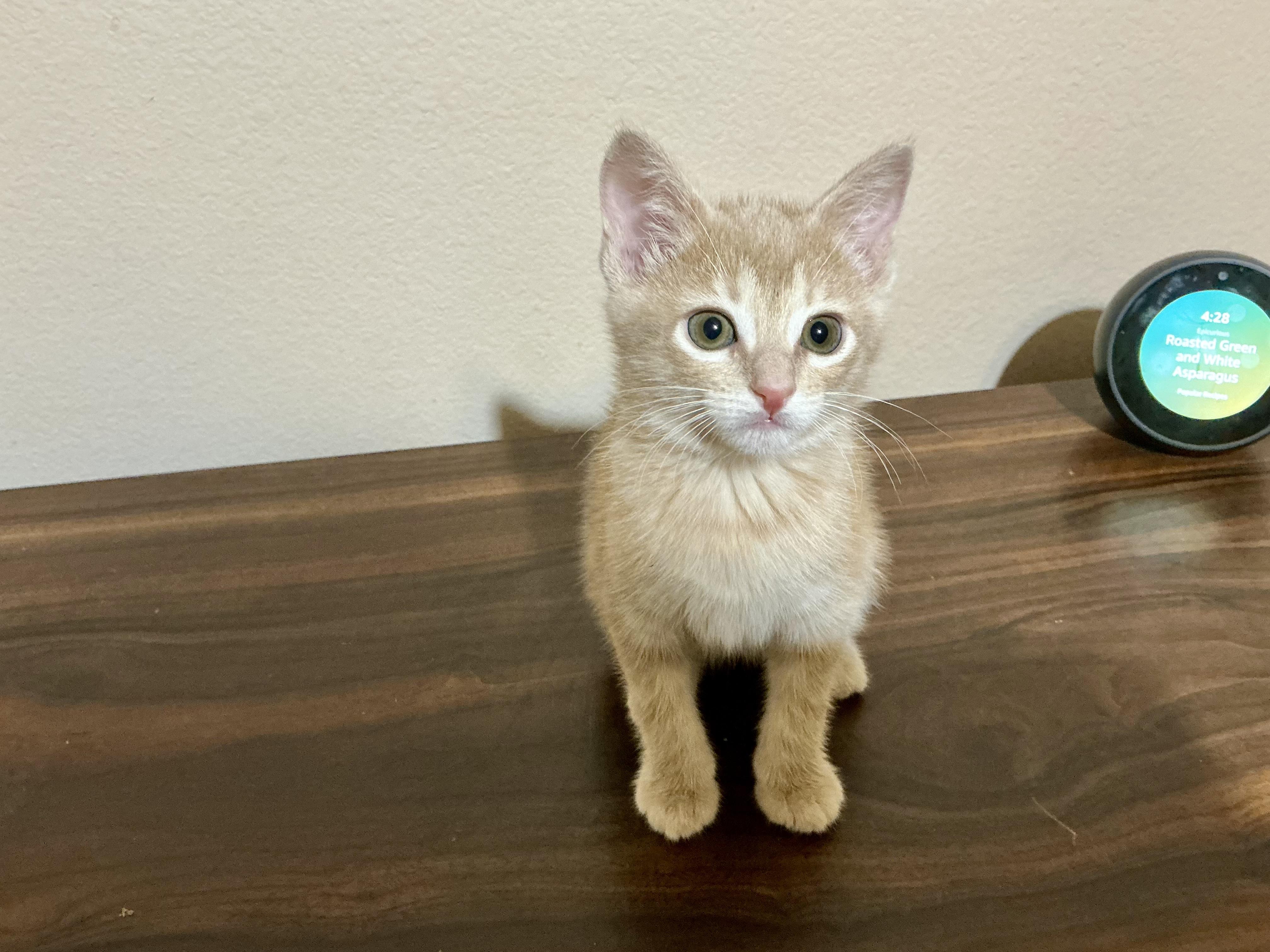 Apollo, adopted, Kitten Male Domestic Short Hair.