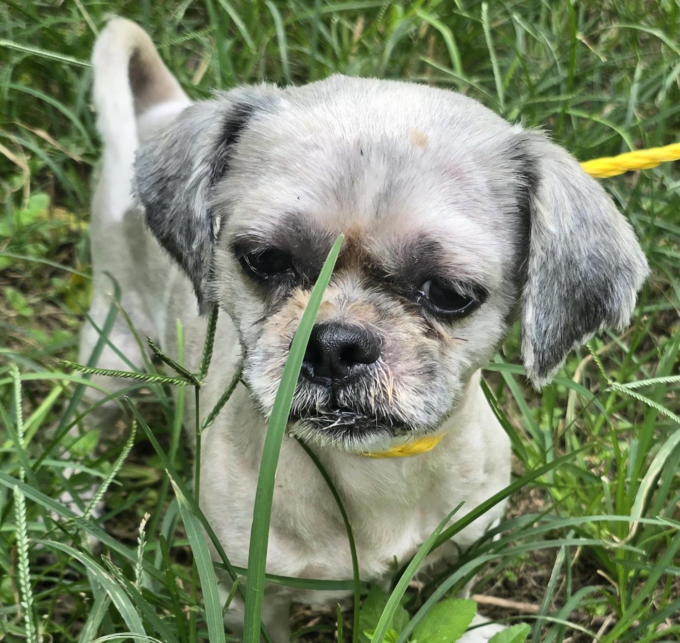 Lawton OR14025-T, Adoptable, Adult Male Shih Tzu.