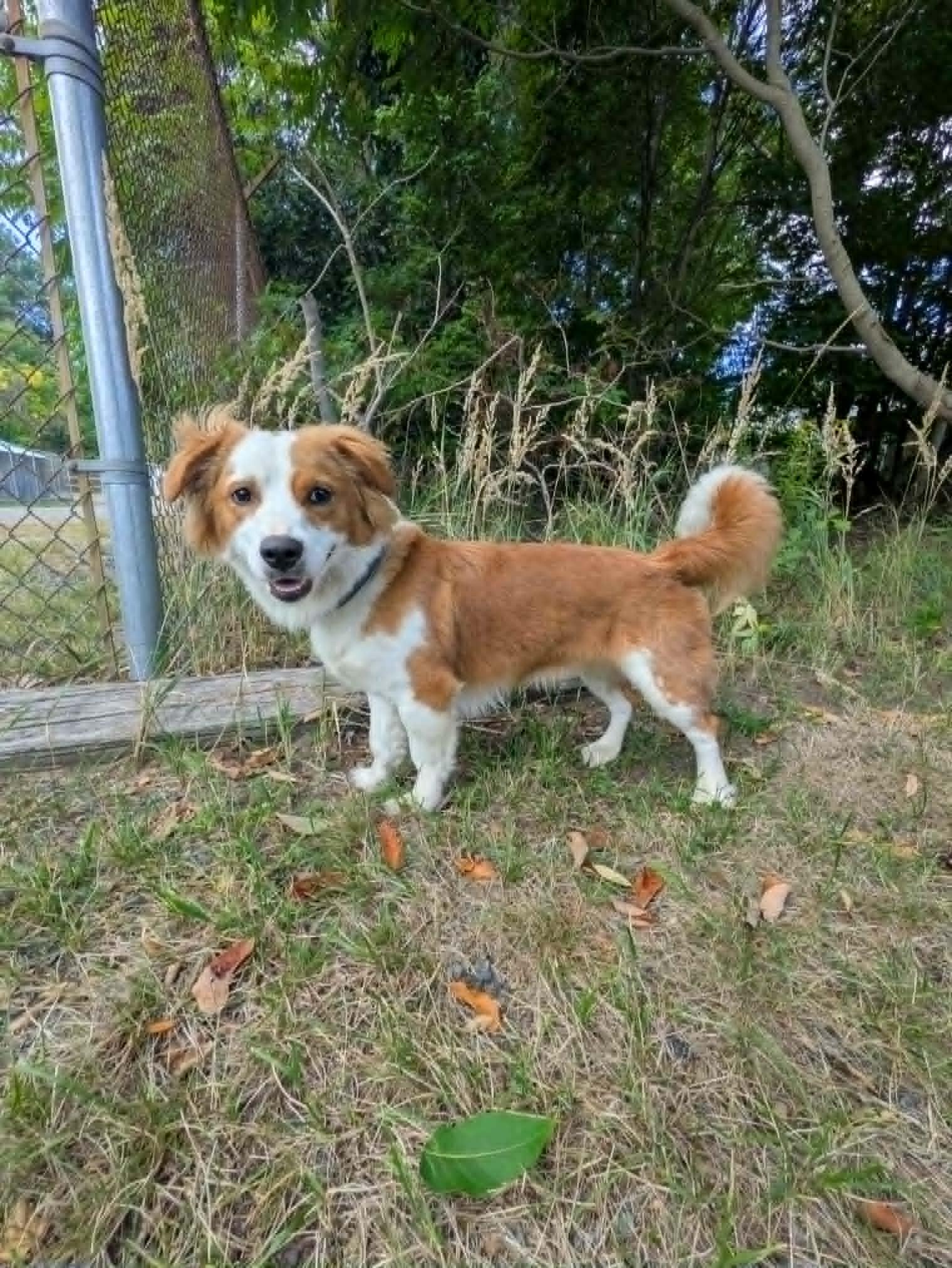 Dudley, Adopted, Young Male Corgi & Brittany Spaniel.