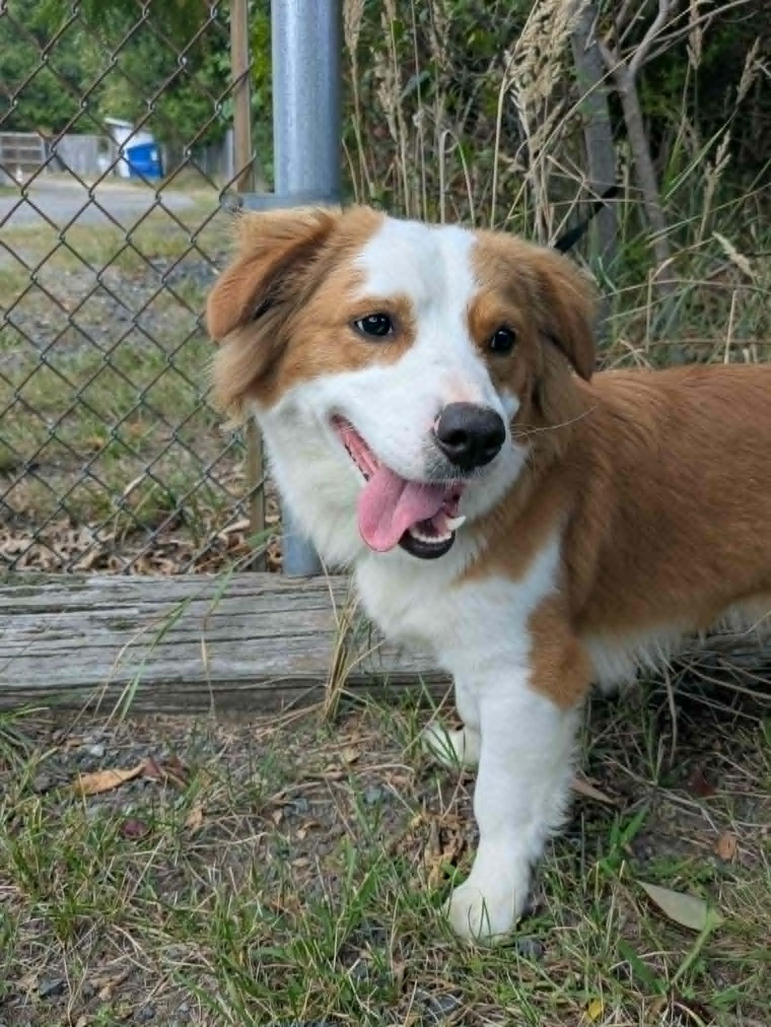 Enlarge Dudley, a Adopted mixed breed in Brockton, MA image 2/3