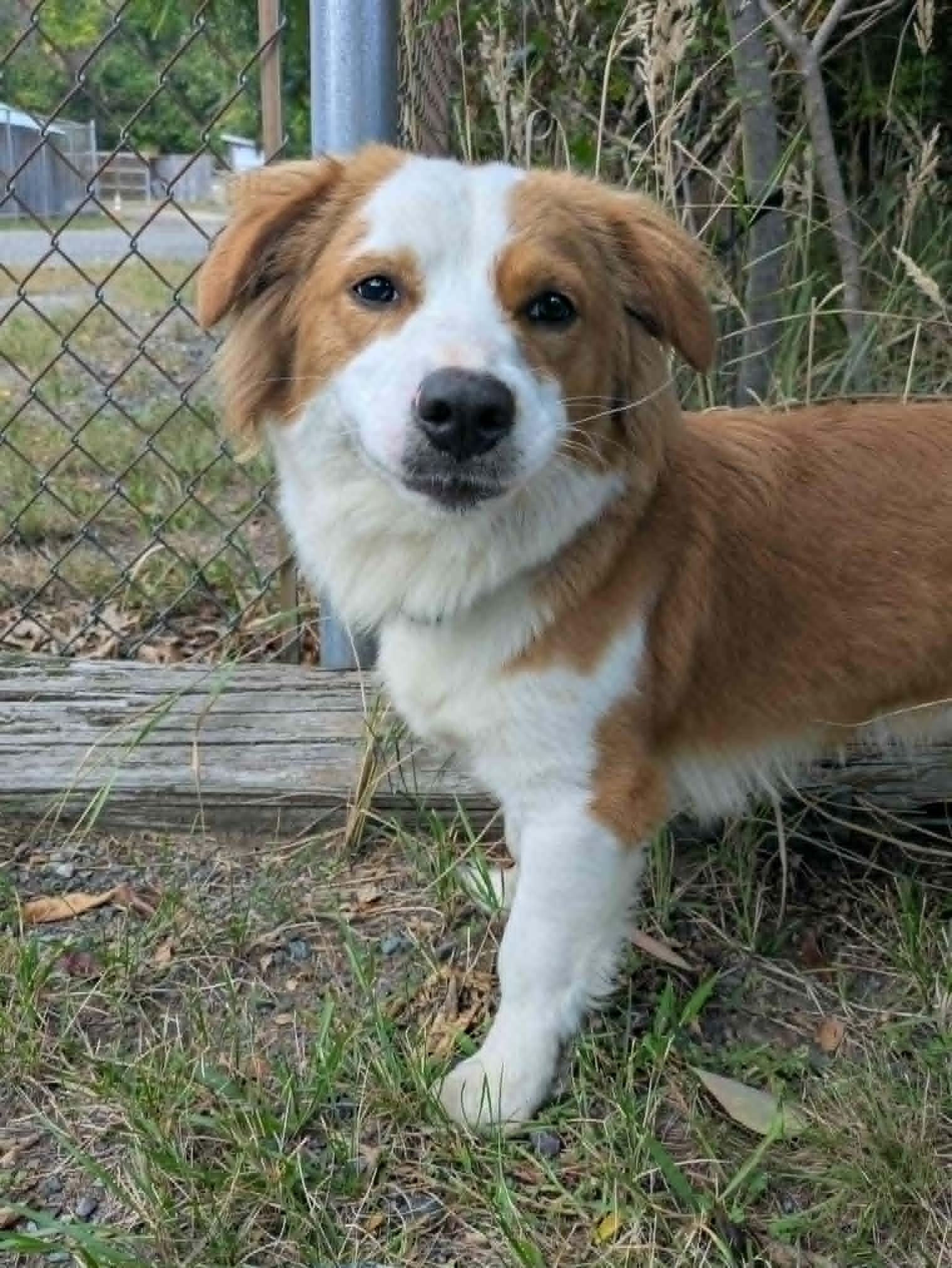 Enlarge Dudley, a Adopted mixed breed in Brockton, MA image 3/3