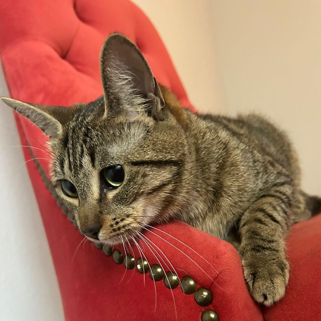Enlarge Maira, a Adoptable mixed breed in Rapid City, SD image 4/6