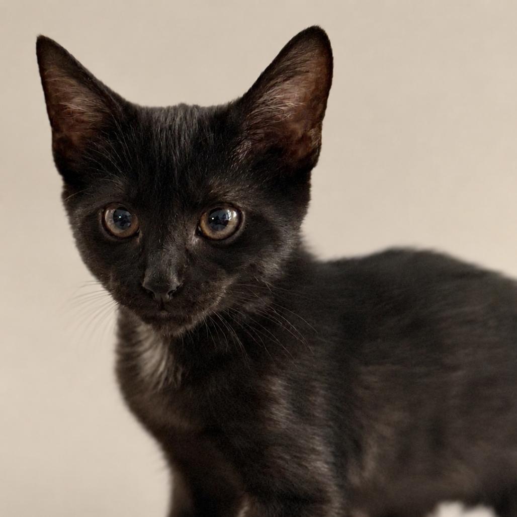 Star, Adoptable, Kitten Female Domestic Short Hair & Bombay.