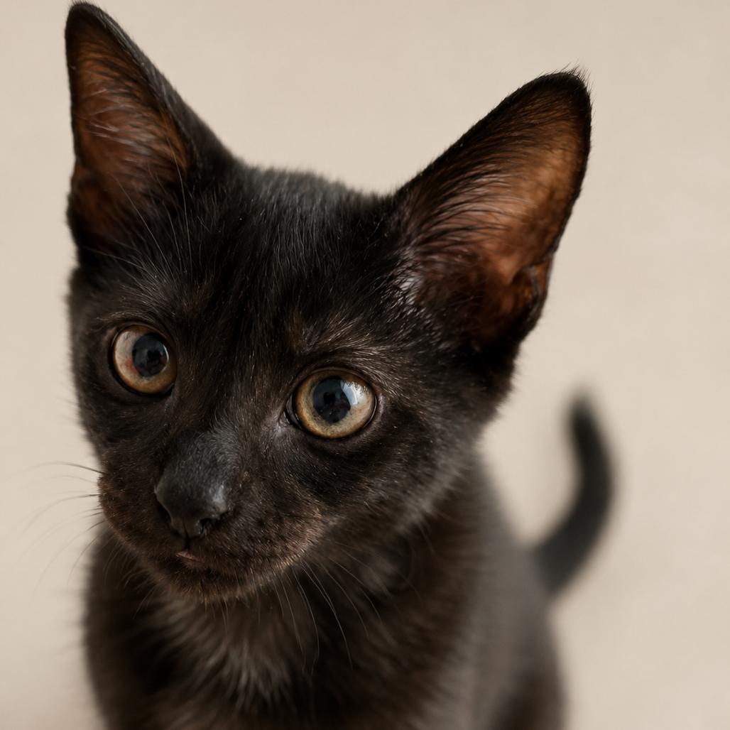 Star, a Adoptable mixed breed in Miami, FL image 3/6