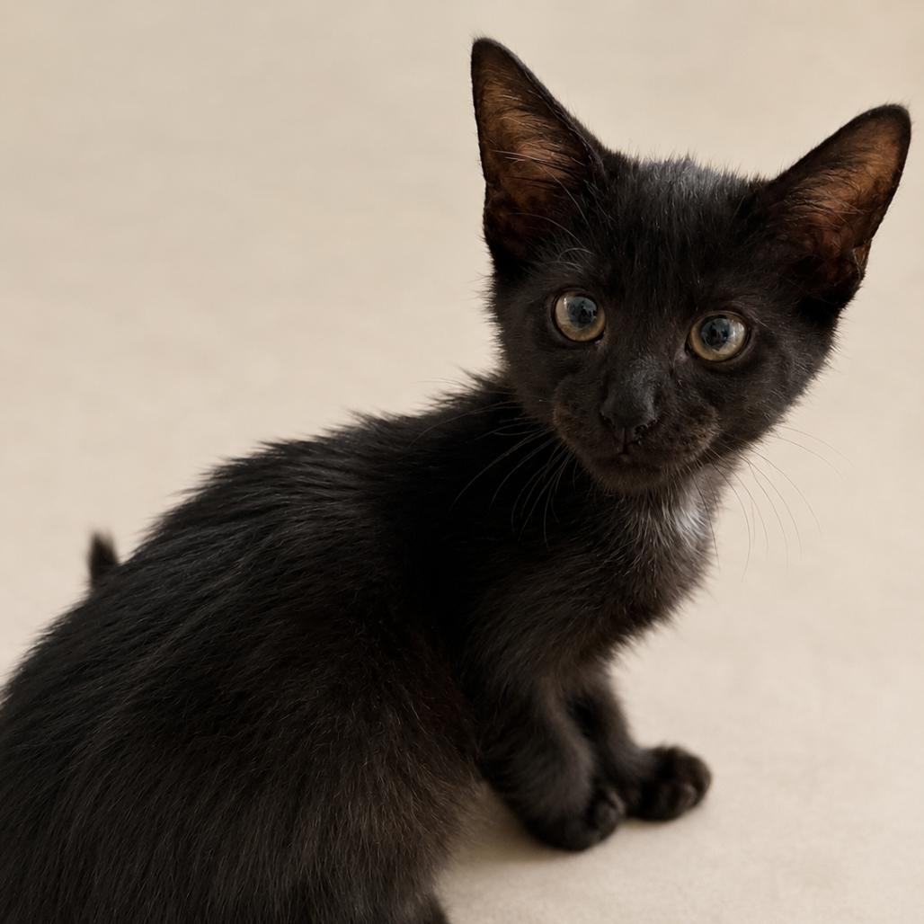 Star, a Adoptable mixed breed in Miami, FL image 4/6
