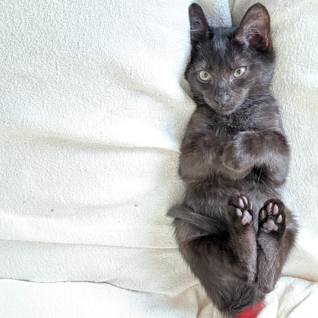 Star, a Adoptable mixed breed in Miami, FL image 5/6