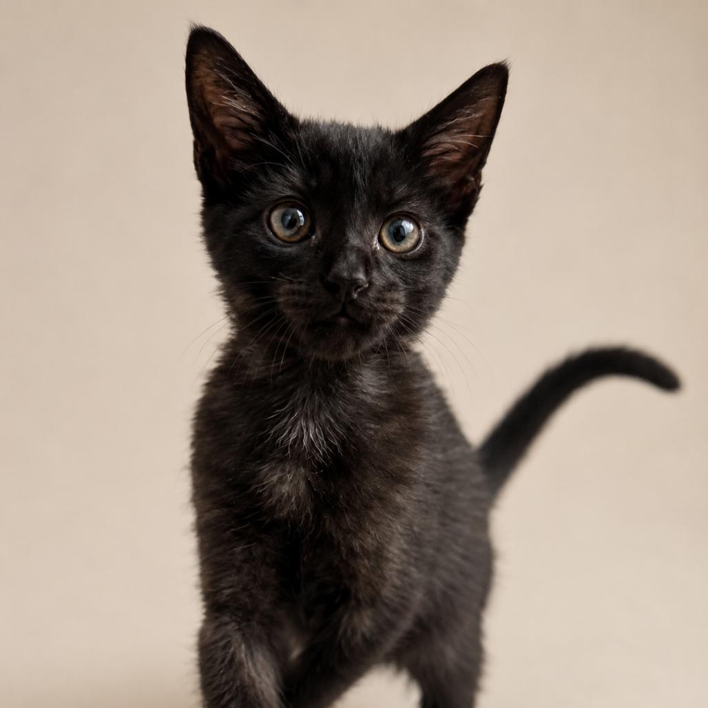 Star, a Adoptable mixed breed in Miami, FL image 6/6