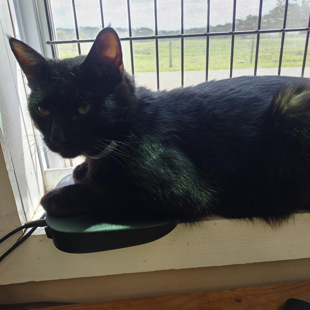 Stubs, Adoptable, Senior Male Domestic Short Hair.