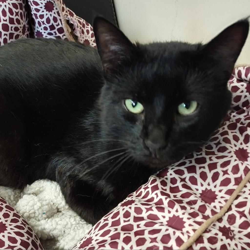 Enlarge Stubs, a Adoptable Domestic Short Hair in Union City, PA image 2/4