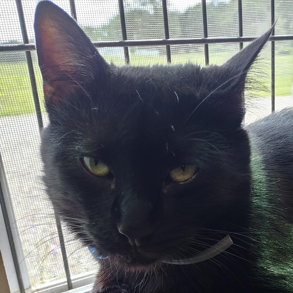 Enlarge Stubs, a Adoptable Domestic Short Hair in Union City, PA image 3/4