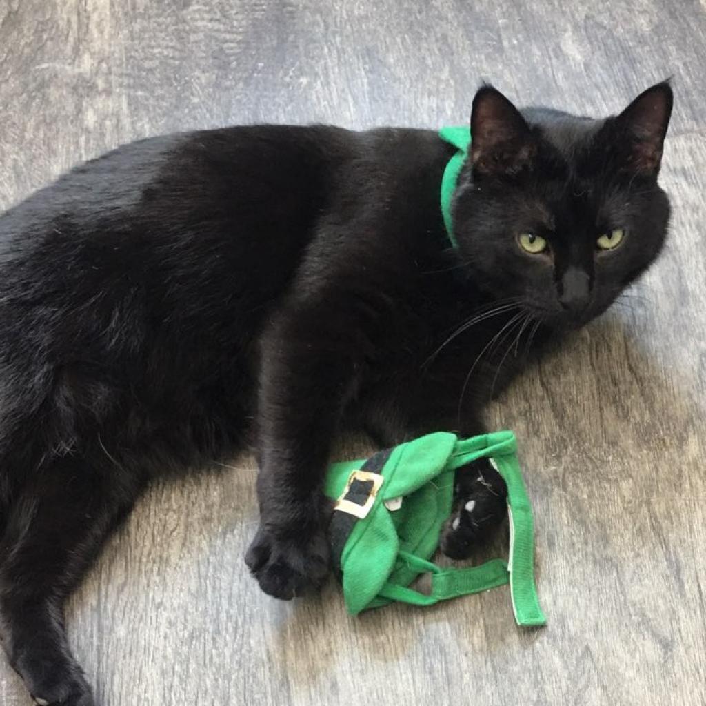 Enlarge Stubs, a Adoptable Domestic Short Hair in Union City, PA image 4/4