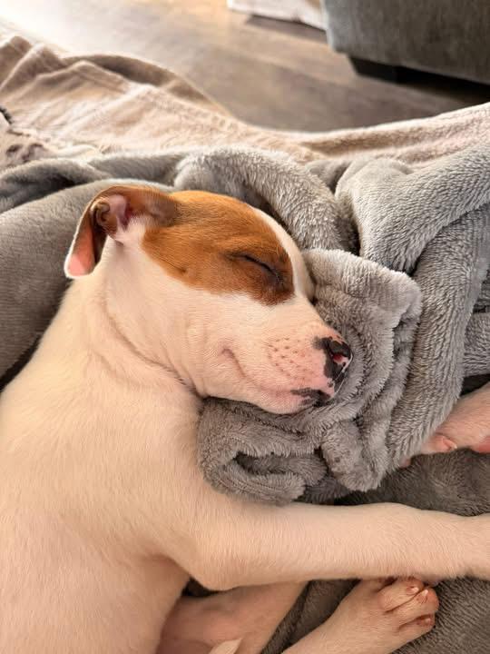 Enlarge Lola, an adopted American Staffordshire Terrier in Kannapolis, NC image 5/6