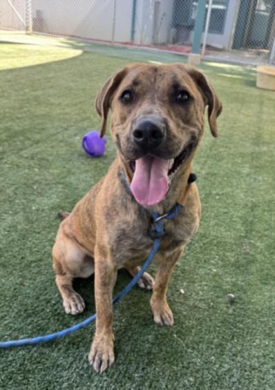 CHARLI FUDGE, Adoptable, Young Female Staffordshire Bull Terrier & Mixed Breed.