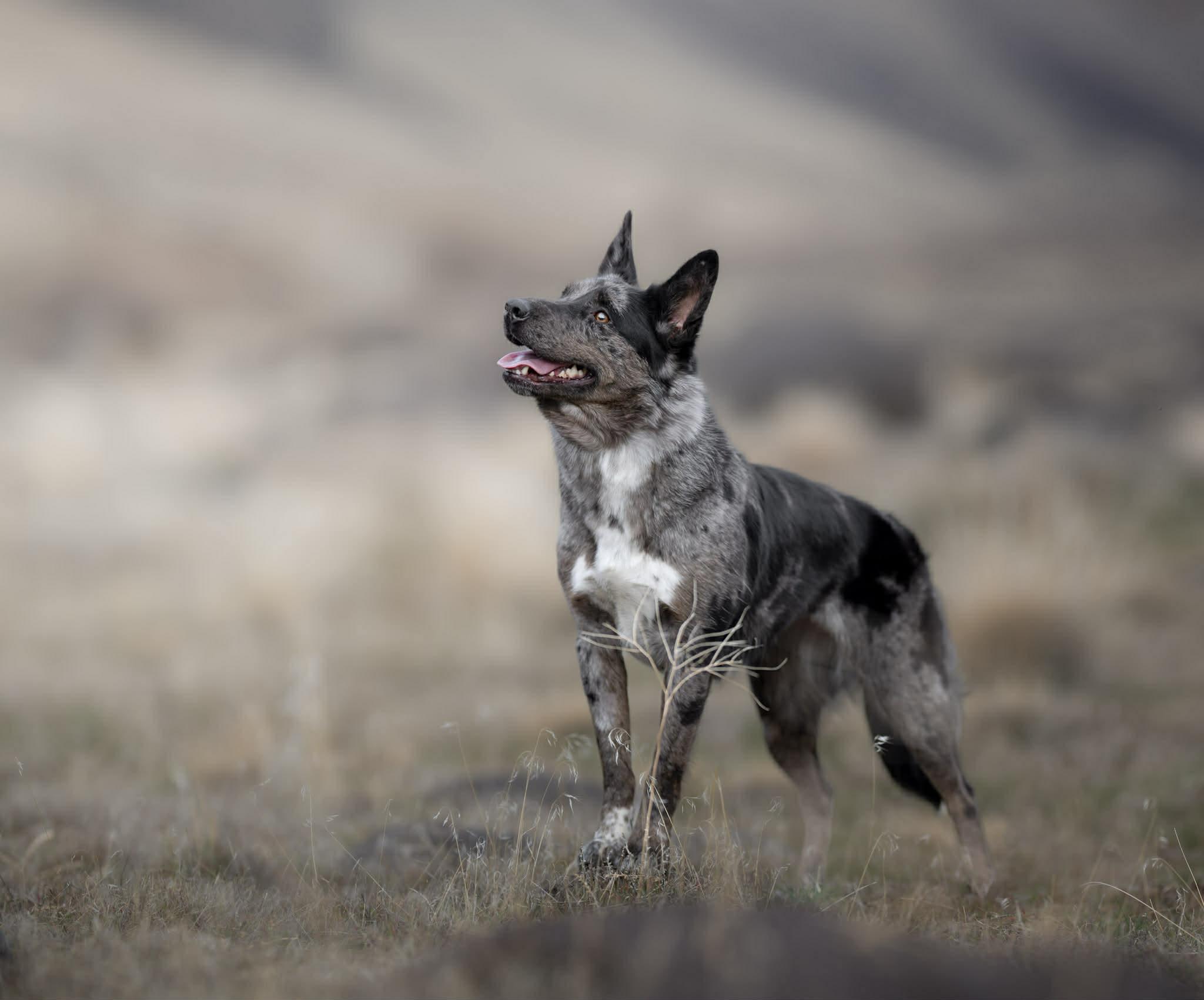 Enlarge SCARLETT, a ADOPTABLE mixed breed in Nampa, ID image 3/6