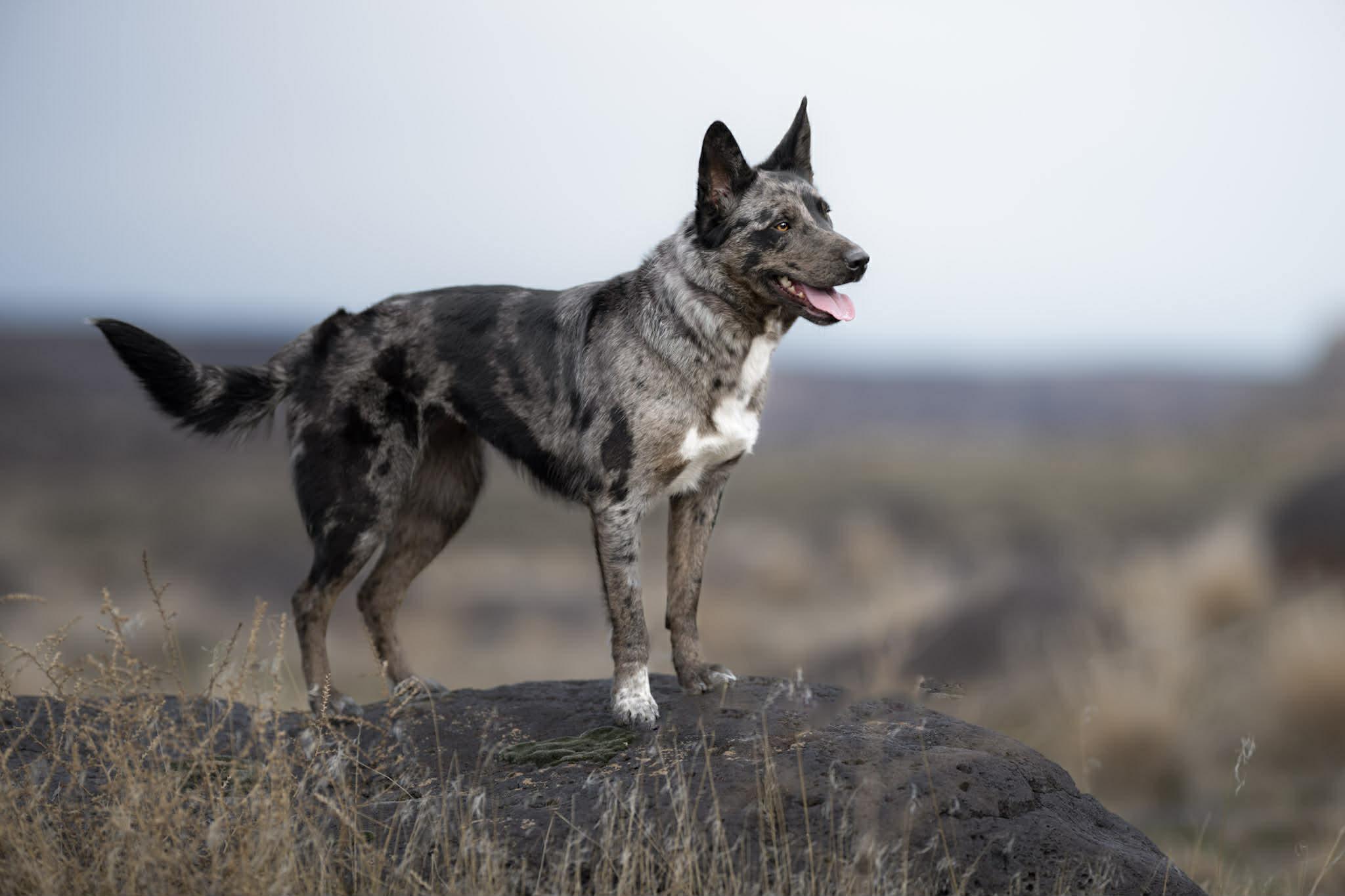 Enlarge SCARLETT, a ADOPTABLE mixed breed in Nampa, ID image 2/6