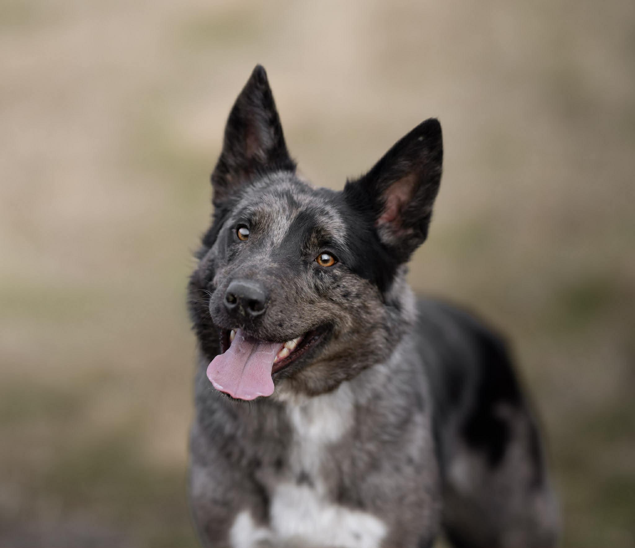 Enlarge SCARLETT, a ADOPTABLE mixed breed in Nampa, ID image 1/6