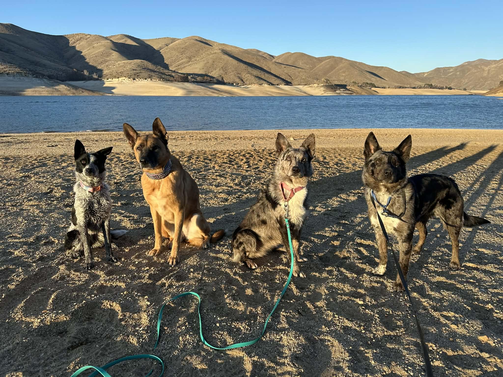 Enlarge SCARLETT, a ADOPTABLE mixed breed in Nampa, ID image 4/6