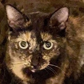 Tinkerbelle, Adoptable, Adult Female Torbie.