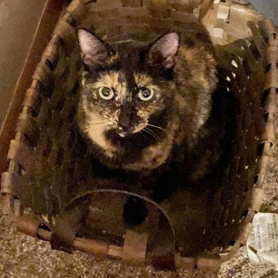 Enlarge Tinkerbelle, a Adoptable Torbie in Blue Earth, MN image 2/2