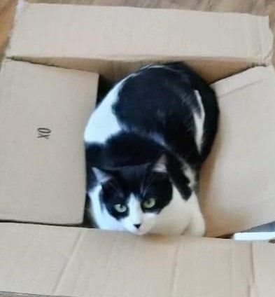 Vaquita, a Adoptable Domestic Short Hair in Wayne, NJ image 1/6