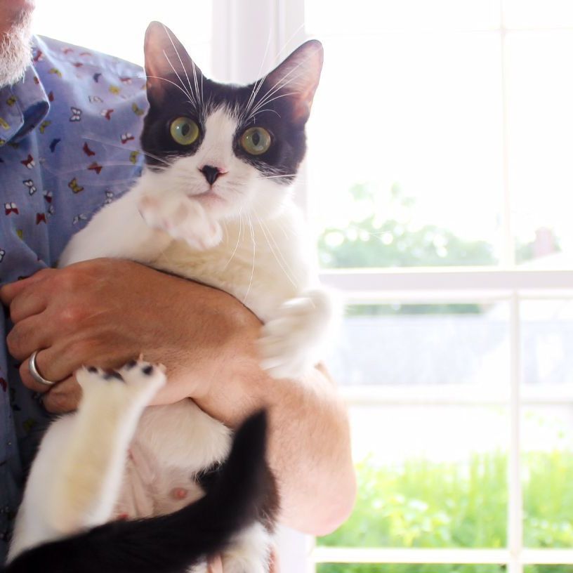 Vaquita, a Adoptable Domestic Short Hair in Wayne, NJ image 2/6