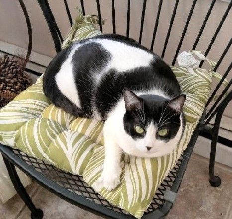 Vaquita, a Adoptable Domestic Short Hair in Wayne, NJ image 3/6