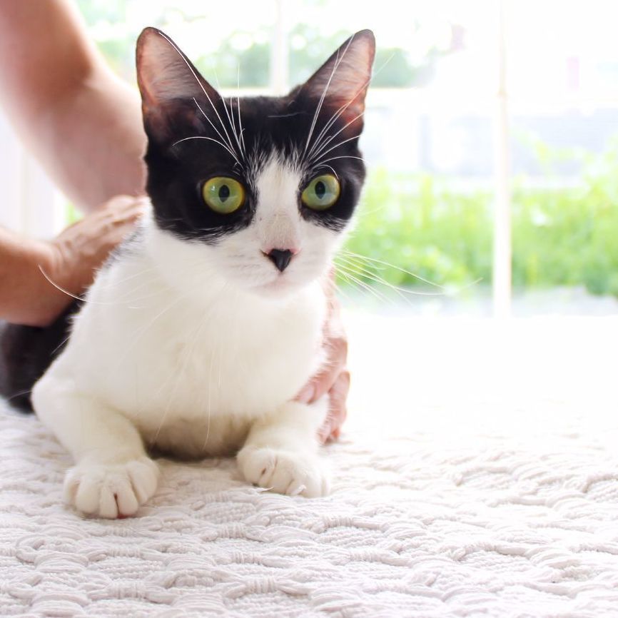 Vaquita, a Adoptable Domestic Short Hair in Wayne, NJ image 4/6