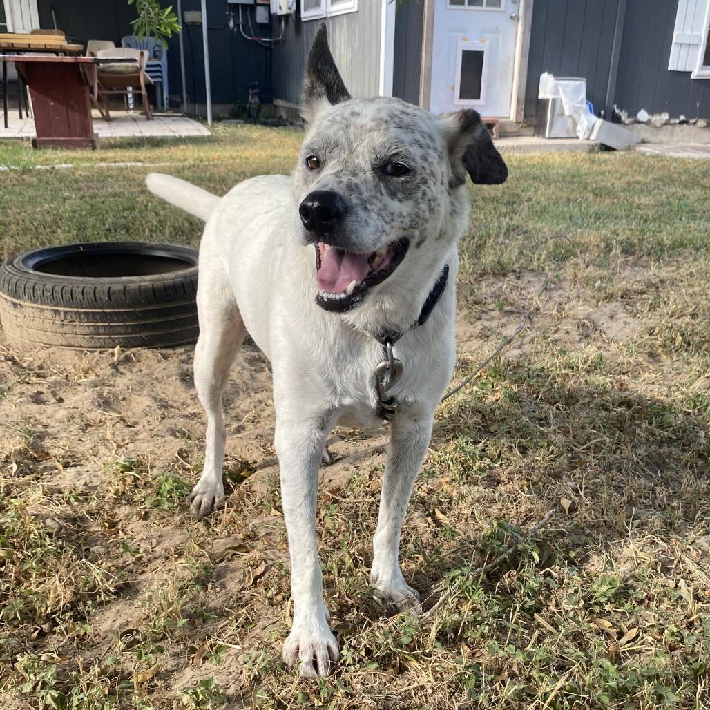 Charly, Adoptable, Adult Male Australian Cattle Dog / Blue Heeler.