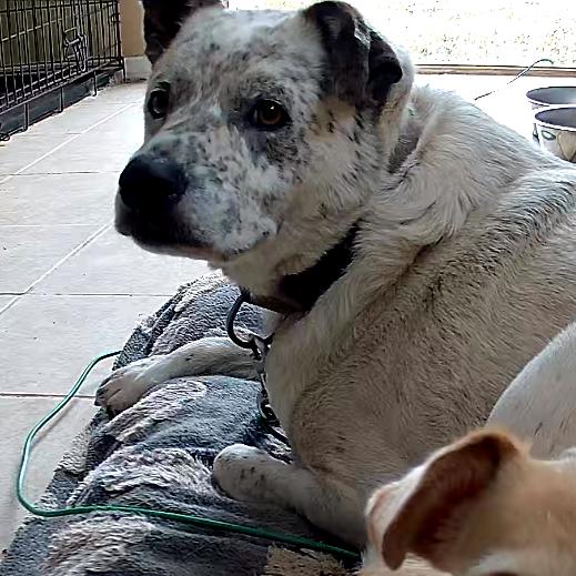 Charly, a Adoptable Australian Cattle Dog / Blue Heeler in Harlingen, TX image 2/5